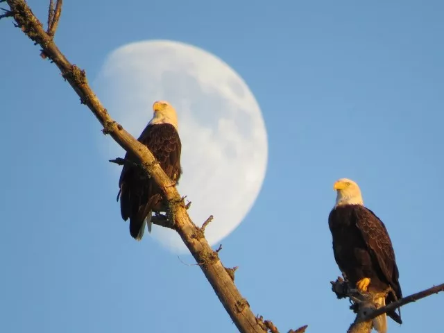 Bald eagles, photo by Joan Collins