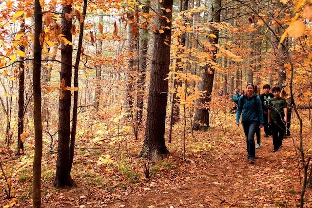 Hike in the crisp air, when the forest turns a deep, magical gold.