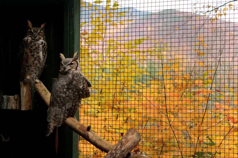 Adirondack Wildlife Refuge and Rehab Center makes it easy to view wildlife.