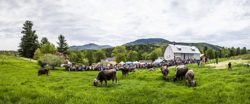 A scenic, outdoor view of onlookers standing in front of a barn and houses while watching various livestock eat grass with the mountains in the background