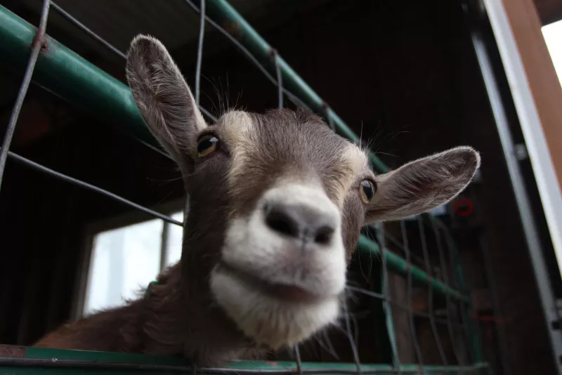 A closeup of a brown goat's smiling face