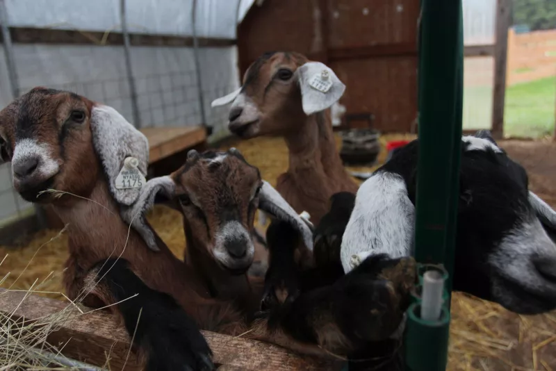 Four young goats gathered together inside a barn