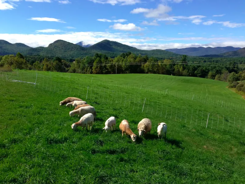 A view of sheep on a meadow with Adirondack Mountains in the background.