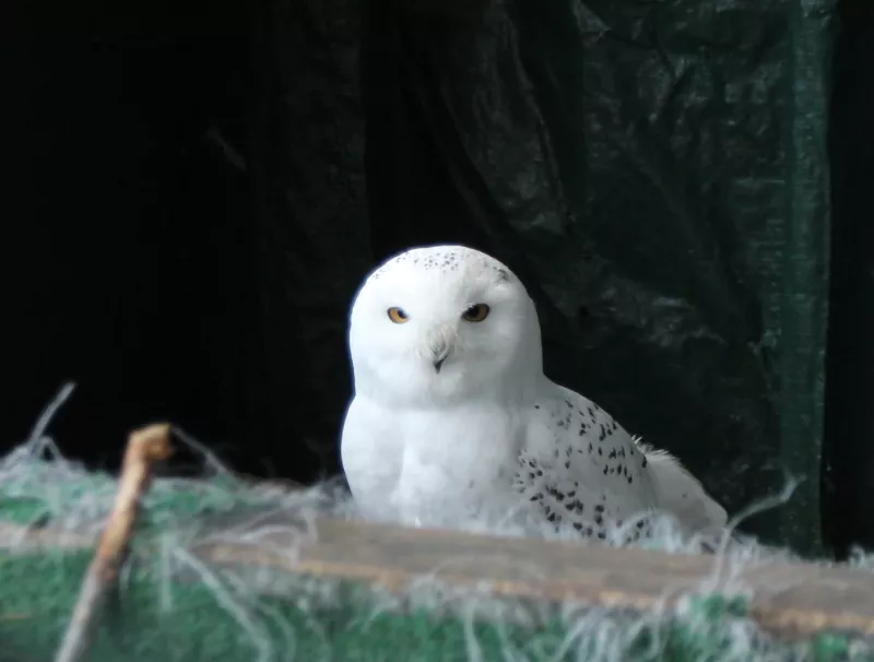 A male Snowy Owl.