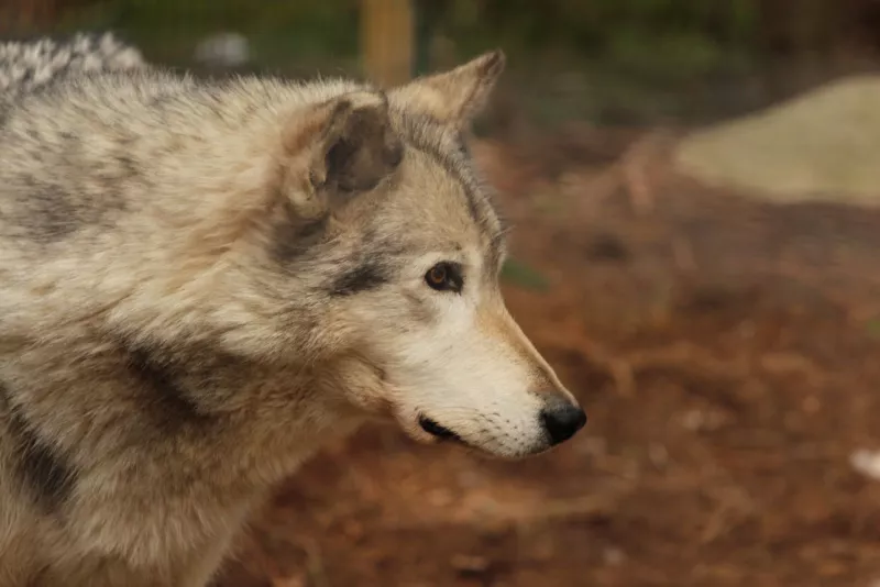 Cree, a gray wolf. Although he has arthritis, he's a fast and enthusiastic runner.