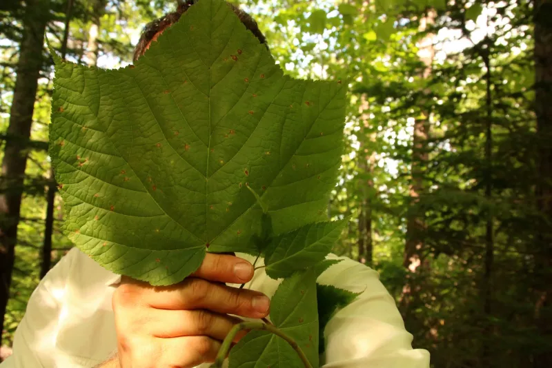 Be on the lookout for striped maple leaves, which can grow to enormous proportions.