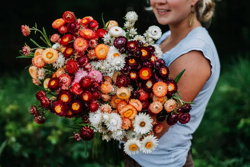 A lush collection of strawflowers from Little Farmhouse Flowers. Image courtesy Due West Photography.