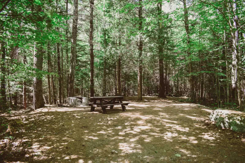A shaded campsite with picnic table and fire pit.