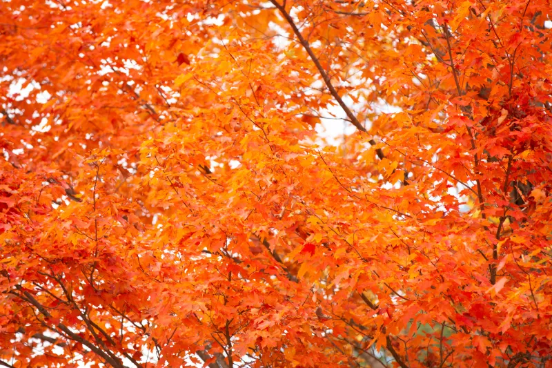 A close up view of trees vibrant with orange and red leaves.