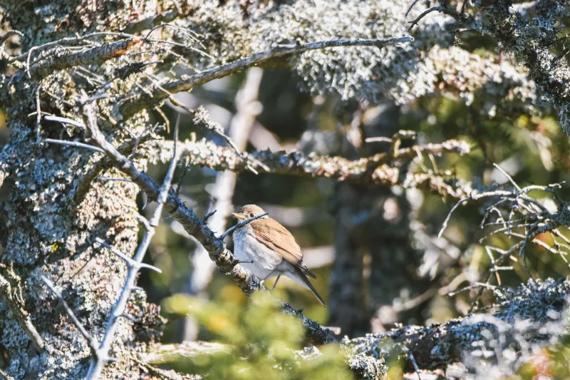A small brown and white bird is hidden in the craggy branches of a spruce tree