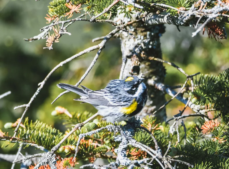 A small black and white bird with yellow wings and a yellow cap sits in a spruce tree