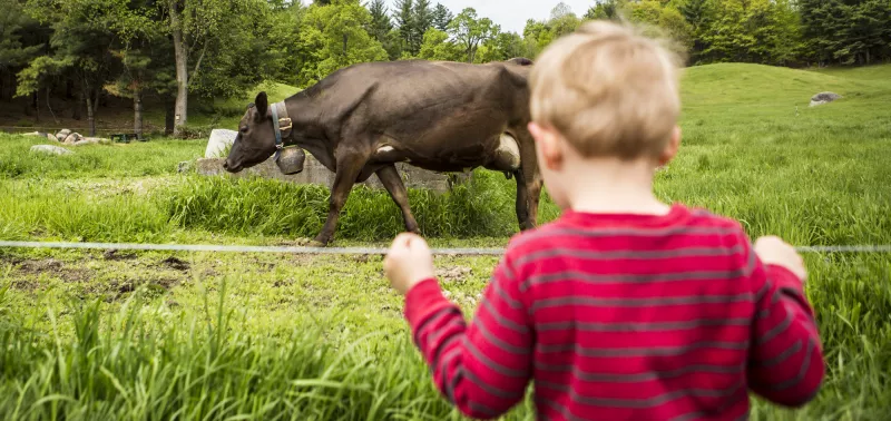 A toddler stands by a fence watching a large brown cow.