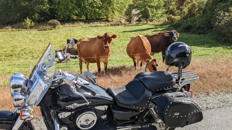 Cows staring at motorcycle on the side of the road.