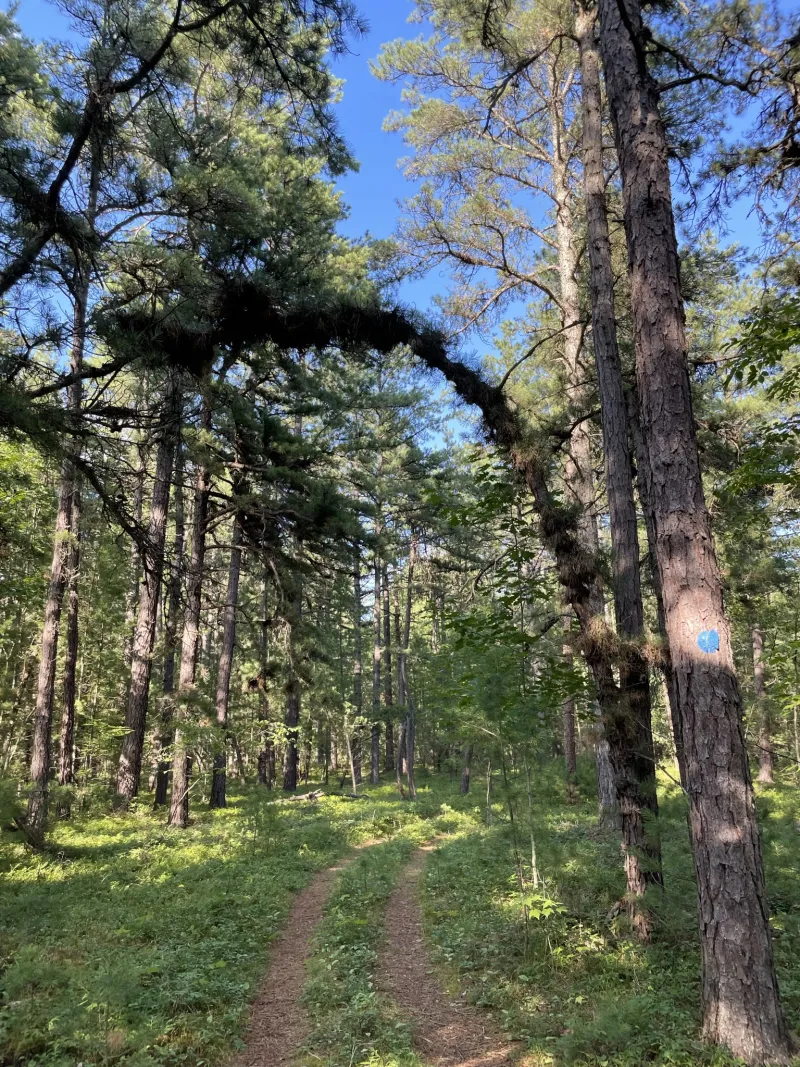The trail stretching through tall pines under a blue sky at Clintonville Pine Barren