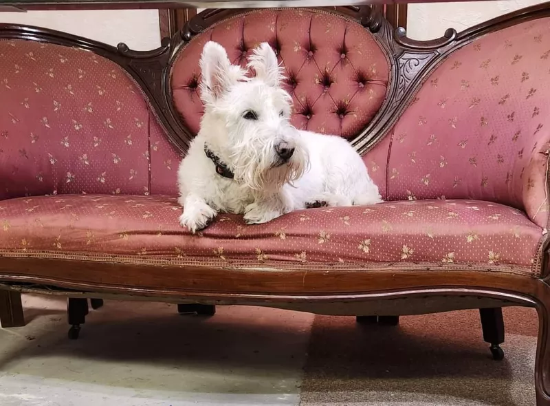 A white terrier lies on an antique silk and mahogany sofa.