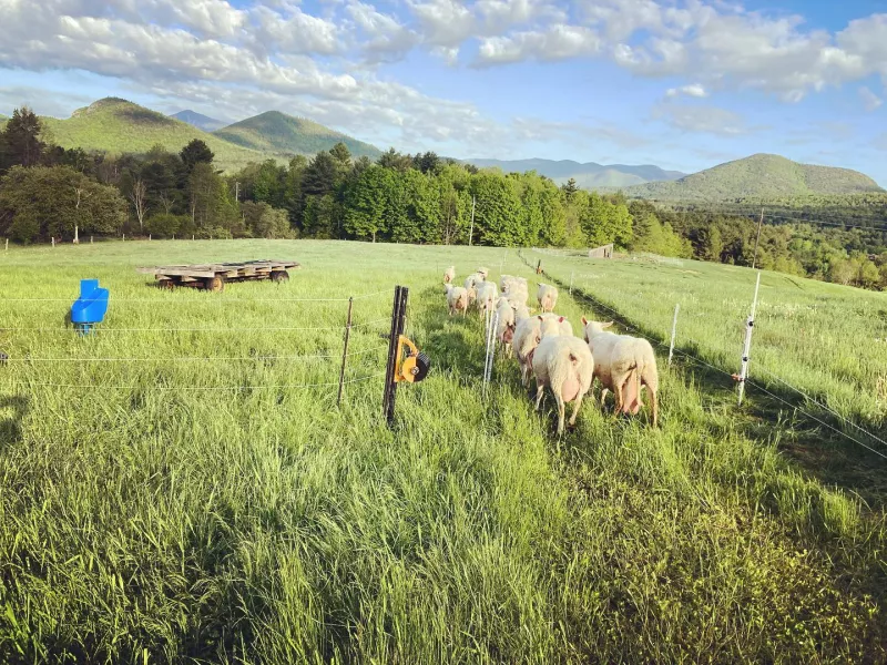 Sheep graze on a green meadow with a mountain range in the near background.