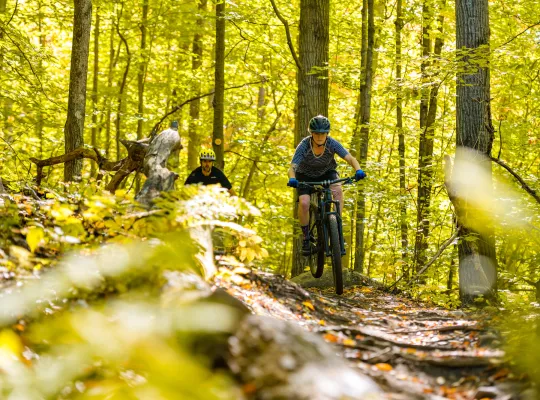 Two mountain bikers on a single track trail in a green forest