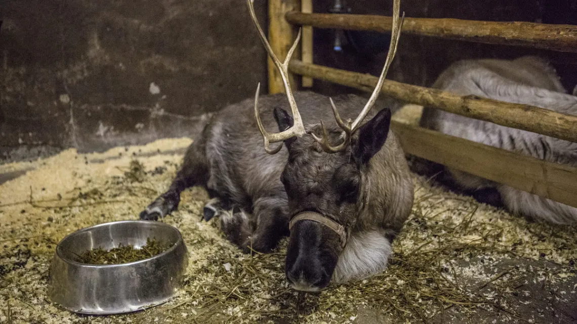 Here's where the reindeer take it easy during the summer.